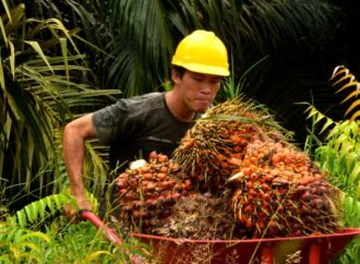 AEP Nusantara Kuasai 98,26% Saham Pinago Utama, Langkah Strategis Menuju Ekspansi Sawit Global