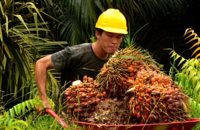 AEP Nusantara Kuasai 98,26% Saham Pinago Utama, Langkah Strategis Menuju Ekspansi Sawit Global